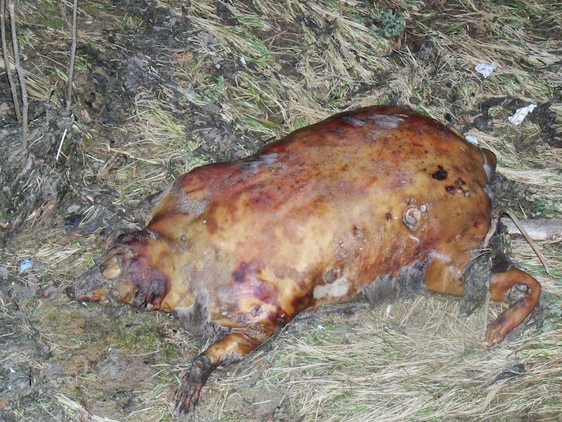 Found April 20, 2012, on the outskirts of Montreal. 